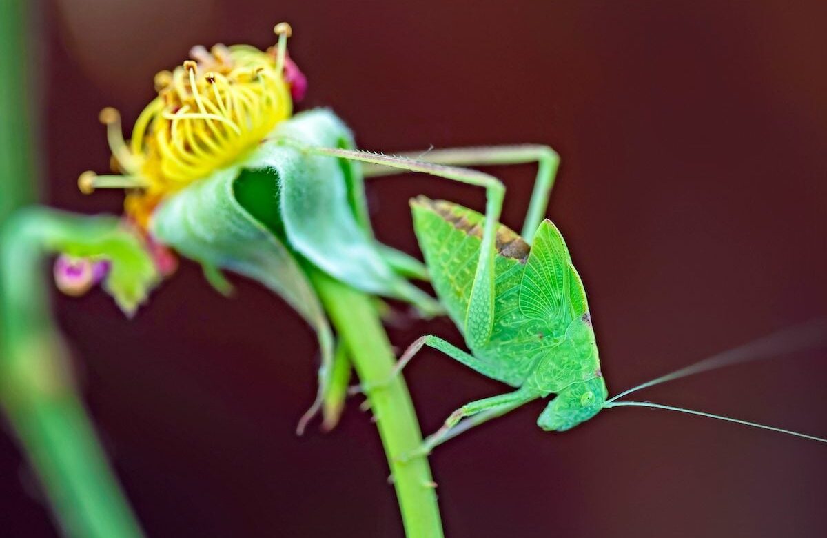 Nocturnal Garden Concert: Katydids & Crickets in Full Voice