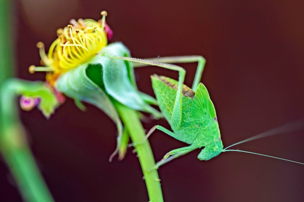 Nocturnal Garden Concert: Katydids & Crickets in Full Voice