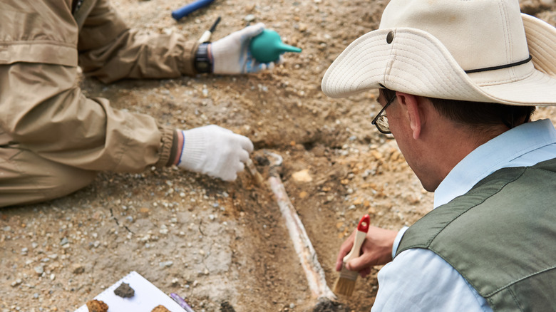 Why Evolutionary Scientists Dislike the Phrase “Missing Link”