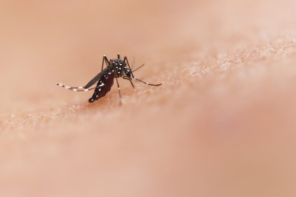 Bangladesh dengue outbreak spread by an Aedes mosquito