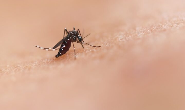 Bangladesh dengue outbreak spread by an Aedes mosquito
