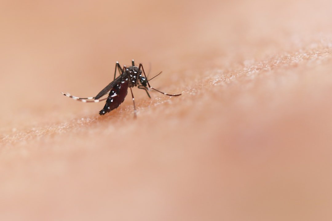 Bangladesh dengue outbreak spread by an Aedes mosquito