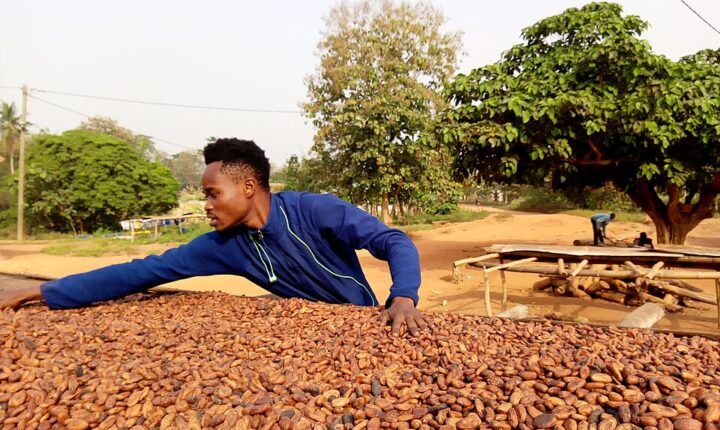 Cocoa farming in Ghana, context for the MrBeast Ghana village project