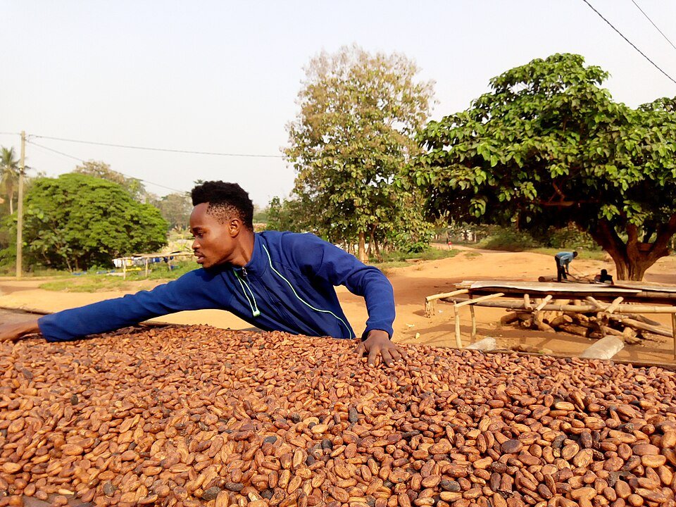 Cocoa farming in Ghana, context for the MrBeast Ghana village project