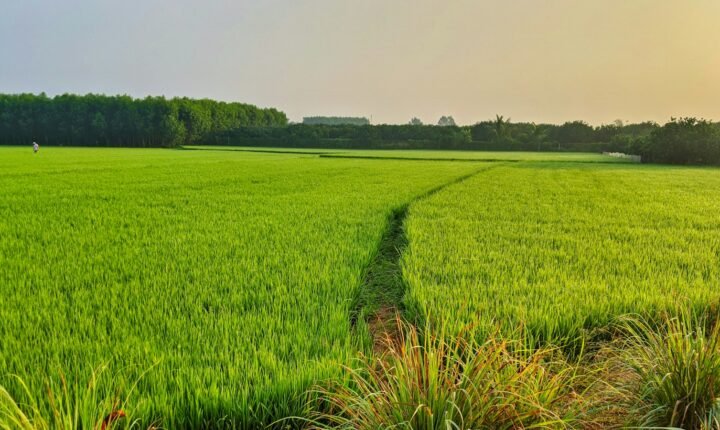 Green rice field, used as an illustrative featured photo for the Google and Terradot agricultural climate deal