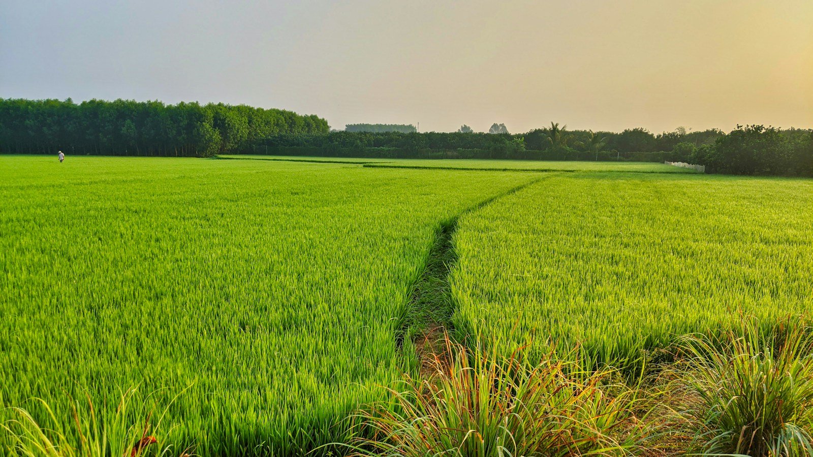 Green rice field, used as an illustrative featured photo for the Google and Terradot agricultural climate deal